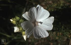 Attēlu rezultāti vaicājumam “Malva moschata alba flower”