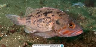 Image result for Sebastes fasciatus