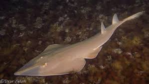 Image result for Glaucostegus cemiculus