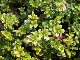 Attēlu rezultāti vaicājumam “Vaccinium vitis-idaea”