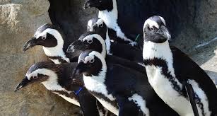 Image result for penguin