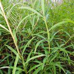 Attēlu rezultāti vaicājumam “Epilobium angustifolium leaf”