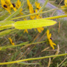Attēlu rezultāti vaicājumam “Rudbeckia hirta var. pulcherrima”