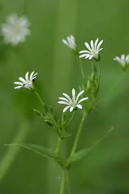 Attēlu rezultāti vaicājumam “Stellaria nemorum flower”