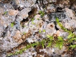 Attēlu rezultāti vaicājumam “Saelania glaucescens sporophyte”