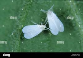Attēlu rezultāti vaicājumam “Lycopersicon esculentum leaf”
