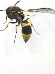 Attēlu rezultāti vaicājumam “Ancistrocerus sp. male”