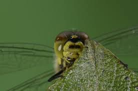 Attēlu rezultāti vaicājumam “Sympetrum danae”