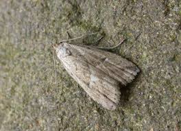 Attēlu rezultāti vaicājumam “Hypenodes humidalis”