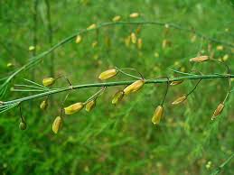 Attēlu rezultāti vaicājumam “Asparagus officinalis”