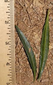 Attēlu rezultāti vaicājumam “Achillea salicifolia leaf”