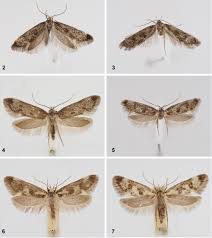 Attēlu rezultāti vaicājumam “Denisia similella”