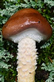 Attēlu rezultāti vaicājumam “Stropharia hornemannii”