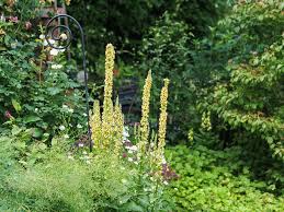 Image result for Königskerzen