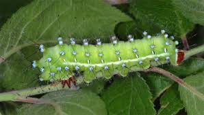 Attēlu rezultāti vaicājumam “Saturnia pavonia larva”