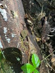 Attēlu rezultāti vaicājumam “Chlorencoelia versiformis”