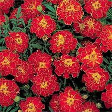 Image result for Tagetes patula