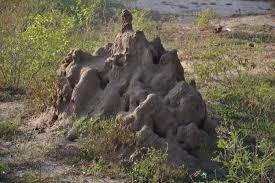 Image result for Яла заповедник