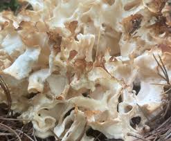 Attēlu rezultāti vaicājumam “Sparassis crispa”