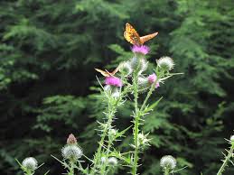 Attēlu rezultāti vaicājumam “Cirsium vulgare flower”