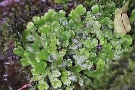 Image result for Marchantia polymorpha