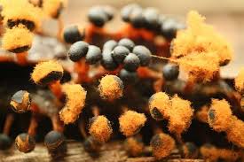 Attēlu rezultāti vaicājumam “Metatrichia floriformis macro”