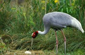 Attēlu rezultāti vaicājumam “Grus grus eggs”