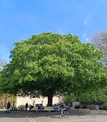 Attēlu rezultāti vaicājumam “Aesculus hippocastanum”