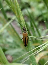 Attēlu rezultāti vaicājumam “Oedemera femorata”