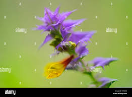 Attēlu rezultāti vaicājumam “Melampyrum nemorosum leaf”