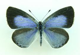 Attēlu rezultāti vaicājumam “Celastrina argiolus underside”