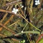 Attēlu rezultāti vaicājumam “Veronica scutellata fruit”