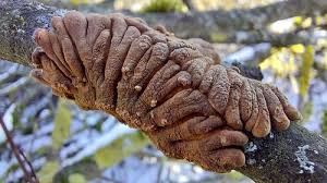 Attēlu rezultāti vaicājumam “Hypocreopsis lichenoides”