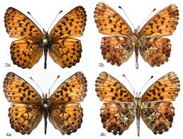 Attēlu rezultāti vaicājumam “Lopinga achine upperside”