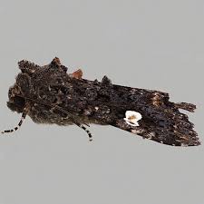 Attēlu rezultāti vaicājumam “Melanchra persicariae imago”