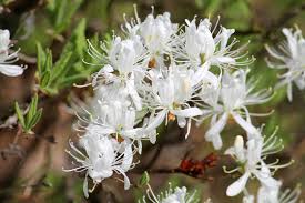 Attēlu rezultāti vaicājumam “Rhododendron canadense flower”