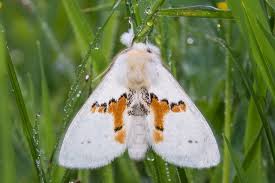 Attēlu rezultāti vaicājumam “Leucodonta bicoloria imago”