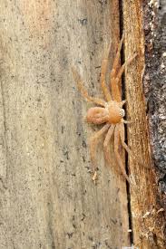 Attēlu rezultāti vaicājumam “Philodromus sp.”