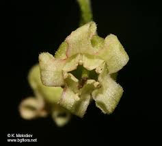 Attēlu rezultāti vaicājumam “Ribes nigrum flower”