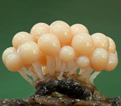 Attēlu rezultāti vaicājumam “Diderma deplanatum spores”