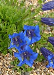 Attēlu rezultāti vaicājumam “Gentiana pneumonanthe leaf”