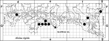 Attēlu rezultāti vaicājumam “Aloina rigida”