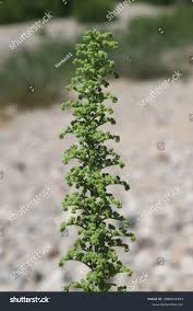 Image result for Chenopodium botrys