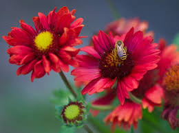 Image result for Gaillardia