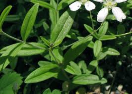 Attēlu rezultāti vaicājumam “Moehringia trinervia leaf”
