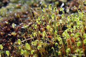 Attēlu rezultāti vaicājumam “Bryum capillare”