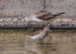 Attēlu rezultāti vaicājumam “Tringa glareola”