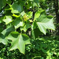 Attēlu rezultāti vaicājumam “Liriodendron tulipifera”