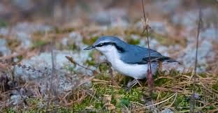 Image result for Sitta europaea