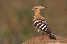 Attēlu rezultāti vaicājumam “Upupa epops”